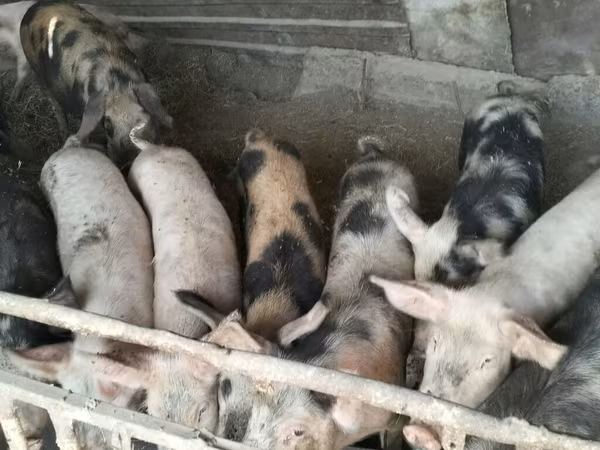 Boar, Pigs