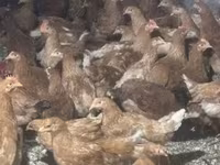 Chickens — الصورة 1