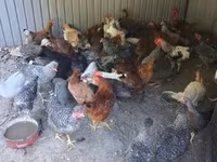 Chickens — 2-сурет