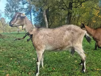 Nőstény kecske, Alpine goat — 1. fotó