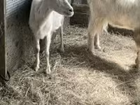 Goat, Goats — photo 1