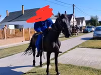 Stute, Nonius horse — Foto 4