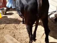 गाय, मवेशी — फ़ोटो 2