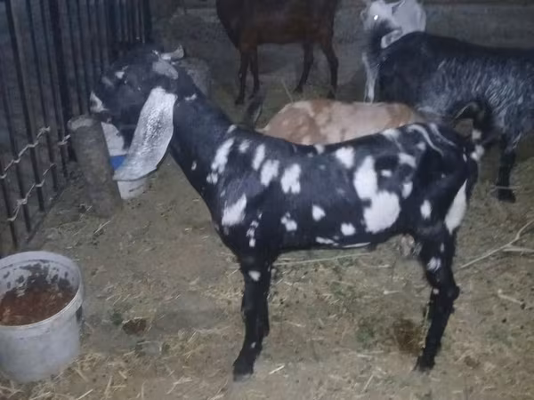 Cabro, Beetal goats