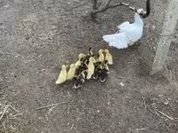 Ducks — 3-сурет