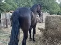 घोड़ा, Friesian — फ़ोटो 4