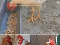 Chickens — foto 3