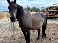 Hing, Hucul pony — 2. fotó