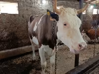 Tehén, Simmental cattle — 5. fotó
