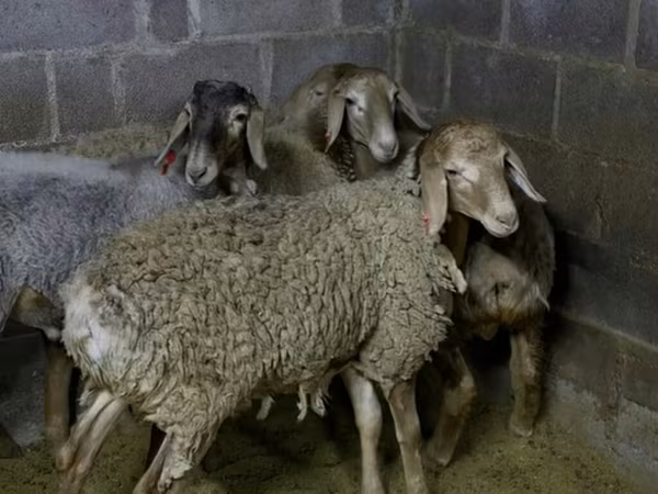 मेढ़ा, भेड़