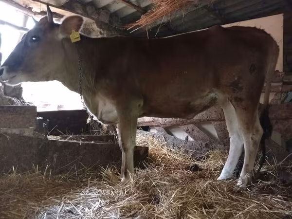 Krava, Červeno-skvrnitá plemena