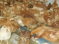 Chickens — photo 5