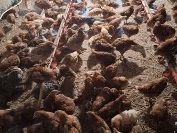 Chickens — Ungarn