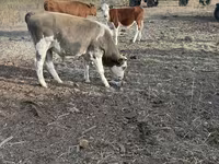 Buğa, Holştin irqi — foto 4