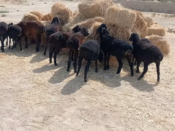 Sheep (batch, sex not specified), Sheep