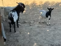 Koza, Dutch Landrace goats — foto 1
