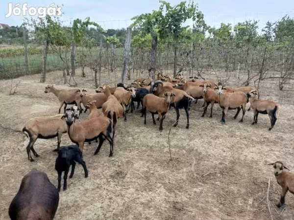 Sheep (batch, sex not specified), Cameroon sheep — Hungary