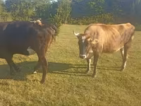 بقرة, Simmental cattle — الصورة 5