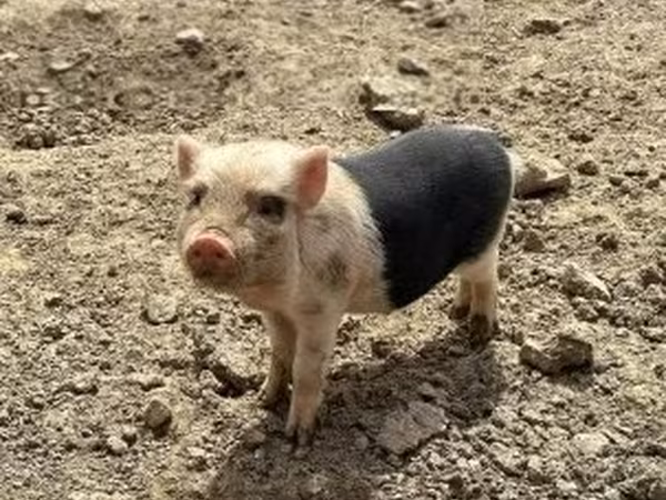 Schweine (Partie, Geschlecht nicht angegeben),  — Ungarn