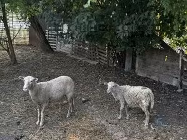 Owce (partia, płeć nieokreślona), Racka sheep — Węgry