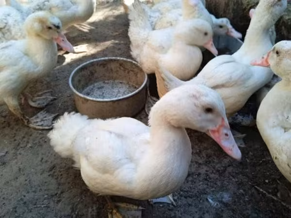Ducks