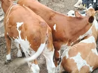 Bika, Holstein fajta — 3. fotó