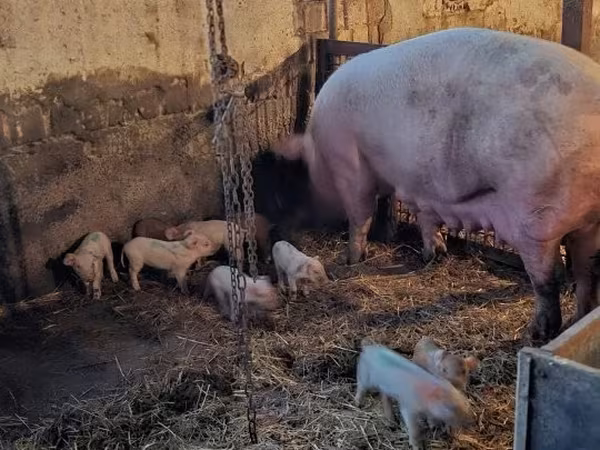 मादा सूअर, सूअर