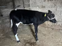İribuynuzlu mal-qara (partiya, cinsi göstərilməyib), Russian Black pied cattle — foto 2