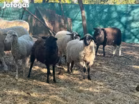 Schaf, Schafe — Foto 4