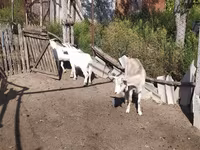 Ziege, LaMancha goats — Foto 4