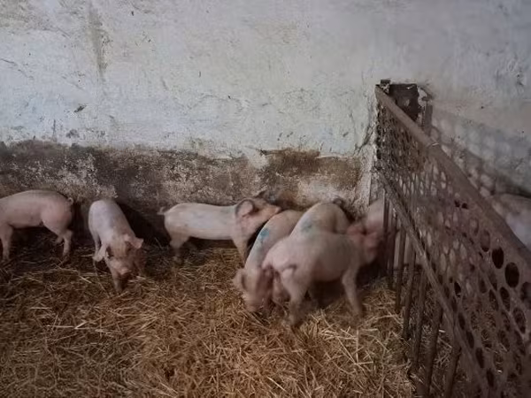 Säue, Schweine — Ungarn