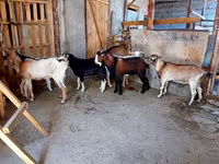 Cabra, Cabras — foto 2