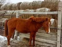 Kůň, Kazakh horse — foto 6