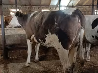 Tehén, Simmental cattle — 2. fotó