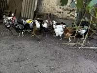 ससेक्स — फ़ोटो 3