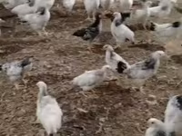 Chickens — zdjęcie 3