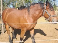 Klisna, Hungarian horse breed — foto 1