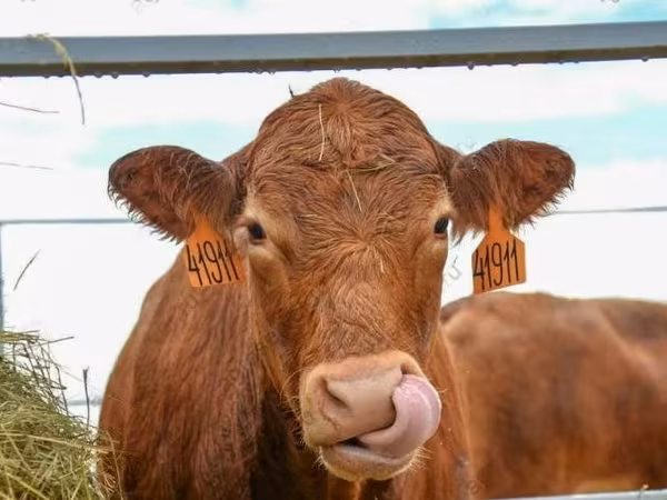 Tehén, Holstein fajta