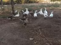 Geese — zdjęcie 2