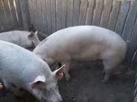 मादा सूअर, Крупная белая — फ़ोटो 1