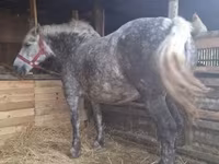 Stute, Hungarian horse breed — Foto 3