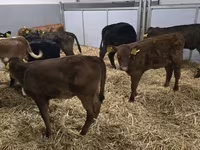 Tehén, Simmental cattle — 2. fotó