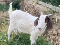 Koza, Boer goat — foto 3