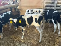 Toro, Russian Black pied cattle — foto 3