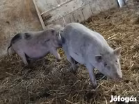 Boar, Pigs — photo 5