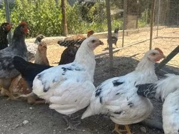Ameraucana