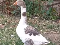 Geese — photo 1
