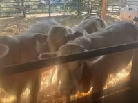 Toro, Raza Holstein — foto 1