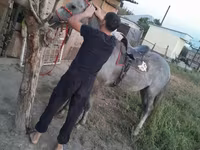 公马, Thoroughbred horse — 照片 3