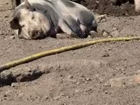母猪, Pigs — 照片 1